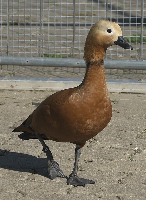 一个听起来